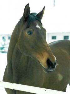 Obrazek